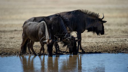 Photo for Blue wildebeest (Connochaetes taurinus) Kgalagadi Transfrontier Park, South Africa - Royalty Free Image