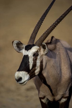 Téléchargez les photos : Gemsbok (Oryx gazella) Kgalagadi Transborder Park, Afrique du Sud - en image libre de droit