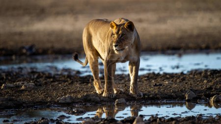Photo for Lion (Panthera leo) Kgalagadi Transfrontier Park, South Africa - Royalty Free Image