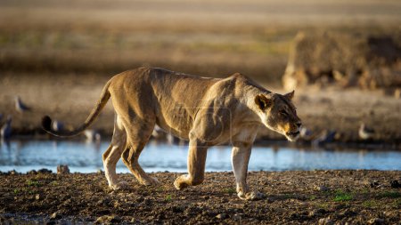 Foto de Lion (Panthera leo) Kgalagadi Transfrontier Park, Sudáfrica - Imagen libre de derechos