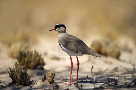 Photo for Crowned Lapwing (Vanellus coronatus) Kgalagadi Transfrortier Park, South Africa - Royalty Free Image