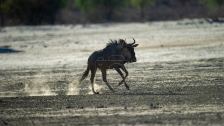   Blue  wildebeest ( Connochaetes taurinus ) Kgalagadi Transfrontier Park, South Africa