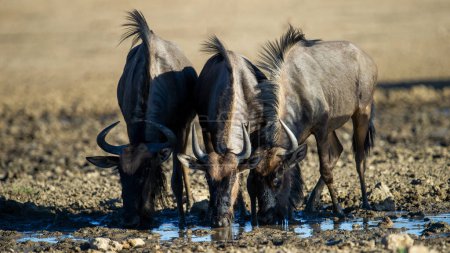  Blue Wildebeest (Connochaetes taurinus) Kgalagadi Transfrontier Park, Sudáfrica