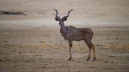   Kudu (Tragelaphus strepsiceros) Kgalagadi Transborder Park, Afrique du Sud