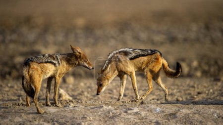 Téléchargez les photos : Chacal à dos noir (Canis mesomelas) Kgalagadi Transborder Park, Afrique du Sud - en image libre de droit