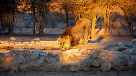 Téléchargez les photos : Lion (Panthera leo) Kgalagadi Transborder Park, Afrique du Sud - en image libre de droit