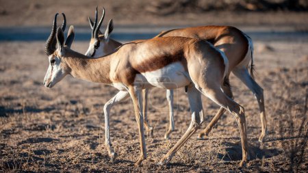 Foto de Springbok (Antidorcas marsupialis) Parque Transfronterizo de Kgalagadi, Sudáfrica - Imagen libre de derechos