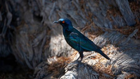Cape Glossy Starling (Lamprotornis nitens) Kgalagadi Transfrontier Park, South Africa