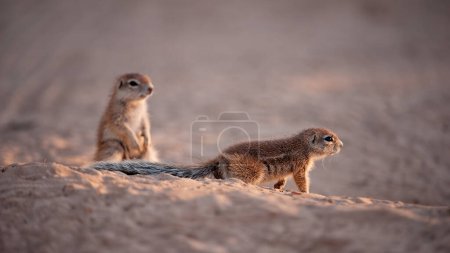 Téléchargez les photos : Écureuil terrestre (Xerus inauris) Kgalagadi Transborder Park, Afrique du Sud - en image libre de droit