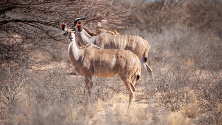   Kudu (Tragelaphus strepsiceros) Parque Transfronterizo de Kgalagadi, Sudáfrica