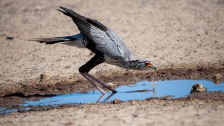 Téléchargez les photos : Secrétaire oiseau (Sagittarius serpentarius) Kgalagadi Transborder Park, Afrique du Sud - en image libre de droit
