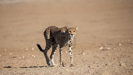 Photo for Cheetah (Acinonyx jubatus) Kgalagadi Transfrontier Park, South Africa - Royalty Free Image