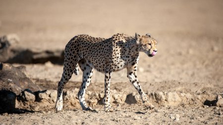 Foto de Cheetah (Acinonyx jubatus) Kgalagadi Transfrontier Park, Sudáfrica - Imagen libre de derechos