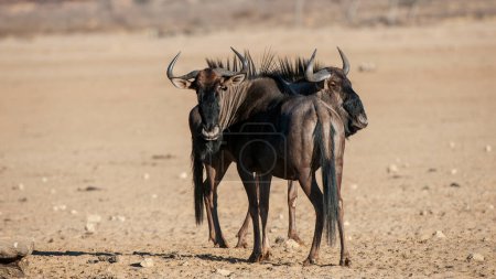 Blue Wildebeest (Connochaetes taurinus) Kgalagadi Transfrontier Park, South 
