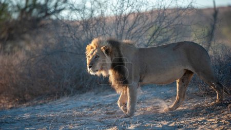 Photo for Lion (Panthera leo) Kgalagadi Transfrontier Park, South Africa - Royalty Free Image
