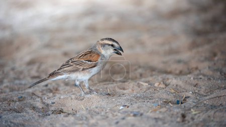 Great Sparrow ( Passer motitensis ) Kgalagadi Transfrontier Park, South Africa 