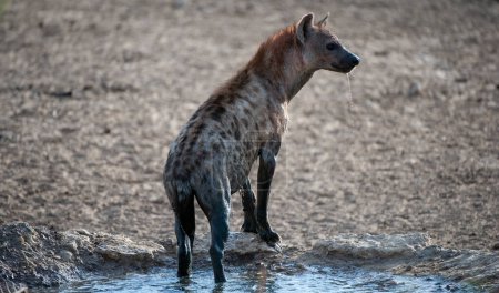 Téléchargez les photos : Spotted Hyaena (Crocuta crocuta) Kgalagadi Transborder Park, Afrique du Sud - en image libre de droit