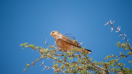 Téléchargez les photos : Greater Kestrel (Falco rupicoloides) Kgalagadi Transborder Park, Afrique du Sud - en image libre de droit