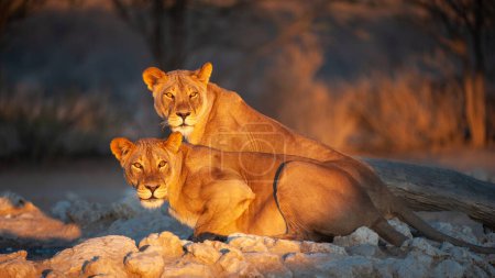 Téléchargez les photos : Lion (Panthera leo) Kgalagadi Transborder Park, Afrique du Sud - en image libre de droit