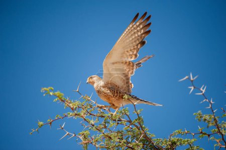Téléchargez les photos : Greater Kestrel (Falco rupicoloides) Kgalagadi Transborder Park, Afrique du Sud - en image libre de droit