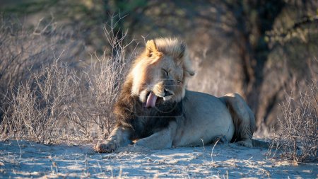   Lion (Panthera leo) Kgalagadi Transfrontier Park, South Africa