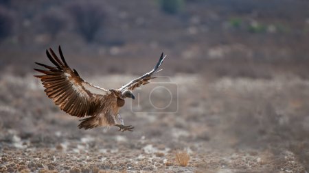 Vulture à dos blanc (Gyps africanus) Kgalagadi Transborder Park, Afrique du Sud