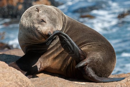 Cape fur seal, ( Arctocephalus pusillus ) Namaqua National Park, South Africa
