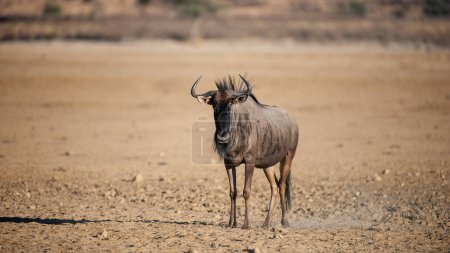   Blue Wildebeest (Connochaetes taurinus) Kgalagadi Transfrontier Park, Sudáfrica