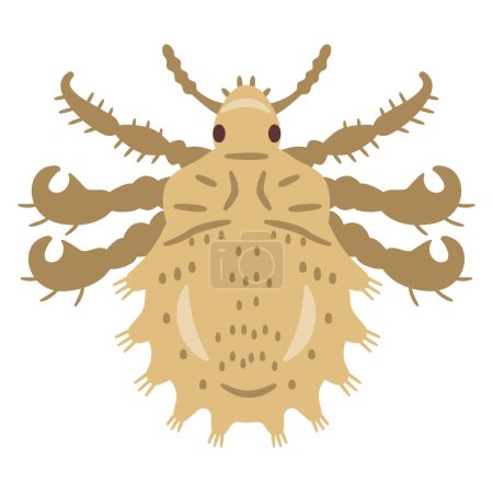 Vector illustration of pubic lice