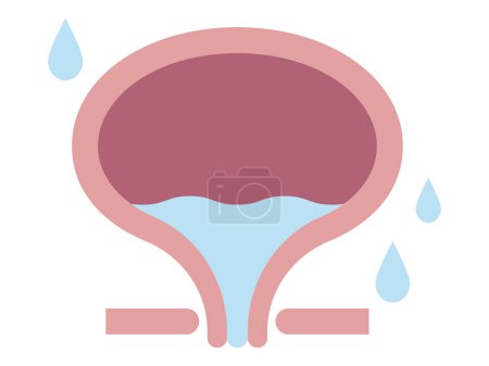 Illustration for Vector illustration of organ bladder - Royalty Free Image