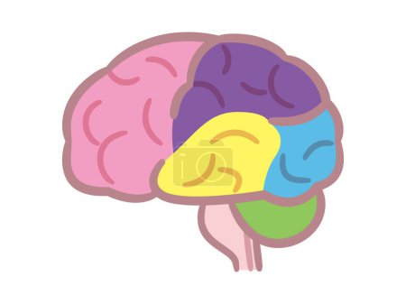 Ilustración de Ilustración vectorial de un cerebro coloreado - Imagen libre de derechos