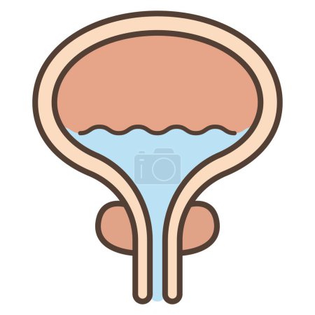 Ilustración de Ilustración vectorial de próstata y vejiga - Imagen libre de derechos