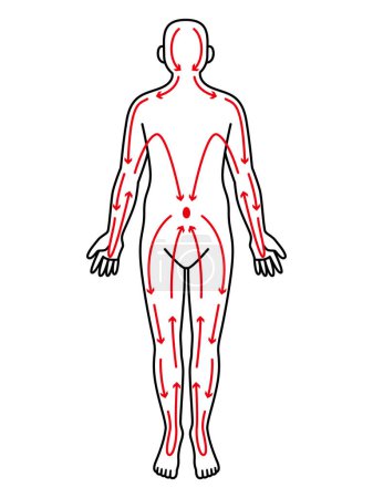 Téléchargez les illustrations : Illustration des méridiens du corps humain - en licence libre de droit