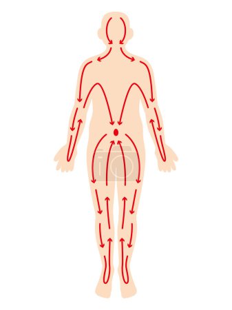 Illustration for Illustration of human body meridians - Royalty Free Image