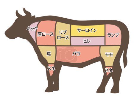 Ilustración vectorial de partes de vaca
