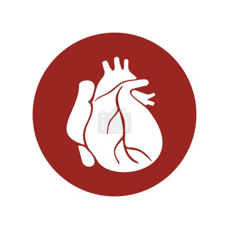 menschliches Herz-Vektorsymbol isoliert auf weißem Hintergrund
