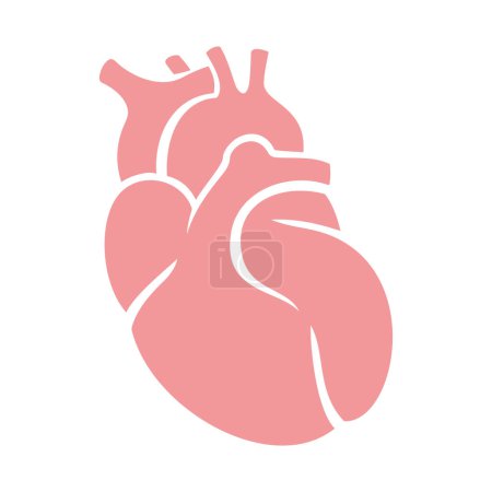 simple human heart vector icon  isolated on white background