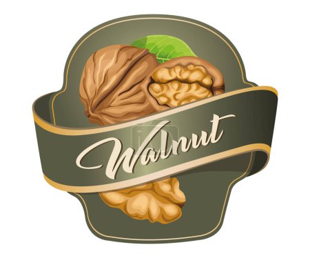 Walnut vector sticker isolated on white background