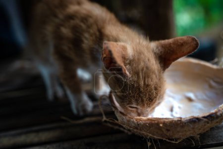 Téléchargez les photos : Cute domesticated cat eating the remains of coconut meat in the shell. - en image libre de droit