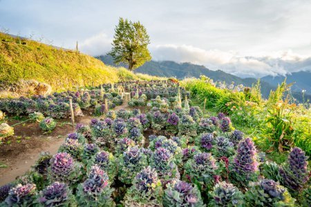 Scenic of flower farm at Atok, Benguet in the mountain province of the Philippines.