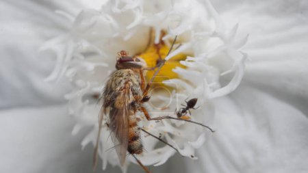 Téléchargez les photos : Cercle de vie : Fourmis se nourrissant de cadavres de mouche au sommet de la fleur - en image libre de droit