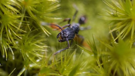 Vista detallada de la cabeza de la hormiga, concepto de naturaleza, primer plano de la macro