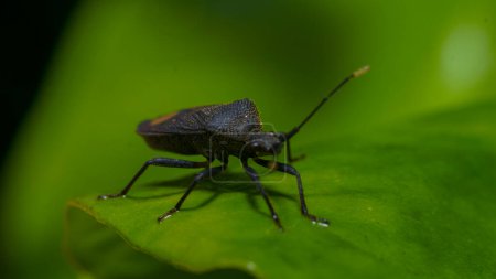 Macro prise de vue de Bug on Leaf, concept nature