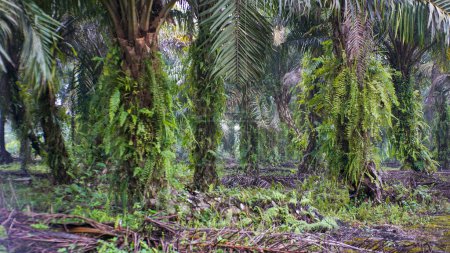 Vaste plantation de palmiers. Vue du paysage agricole