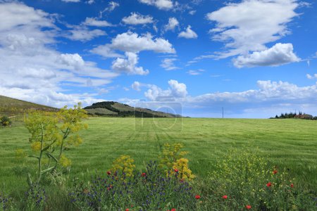 Téléchargez les photos : Printemps : paysage vallonné avec des champs de blé vert dans les Pouilles, Italie. Vue du parc national de l'Alta Murgia. - en image libre de droit