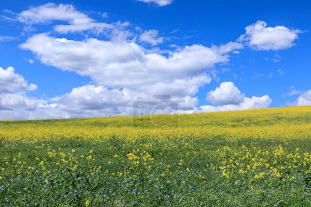 Springtime: hill with rapeseed blossoms field overlooked by clouds in Apulia, 