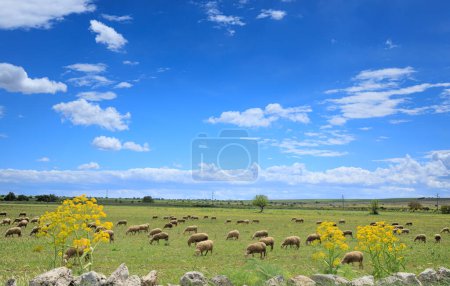 Téléchargez les photos : Vue du Parc National de l'Alta Murgia dans les Pouilles, Italie : troupeau de moutons dans la prairie de printemps. - en image libre de droit