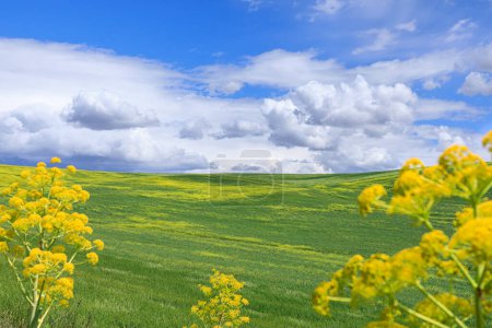 Téléchargez les photos : Paysage printanier avec collines verdoyantes dominées par les nuages dans les Pouilles, Italie, - en image libre de droit