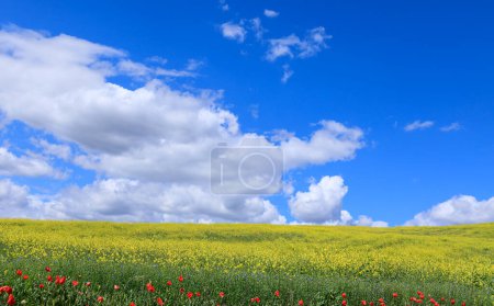 Blue sky with clouds over the spring flowers.