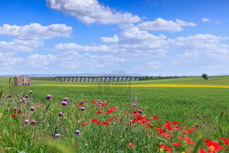 Printemps : paysage vallonné avec champs de blé vert et viaduc. Vue sur le Pont des 21 Arches, le pont ferroviaire fantôme près de Spinazzola ville dans les Pouilles, Italie.